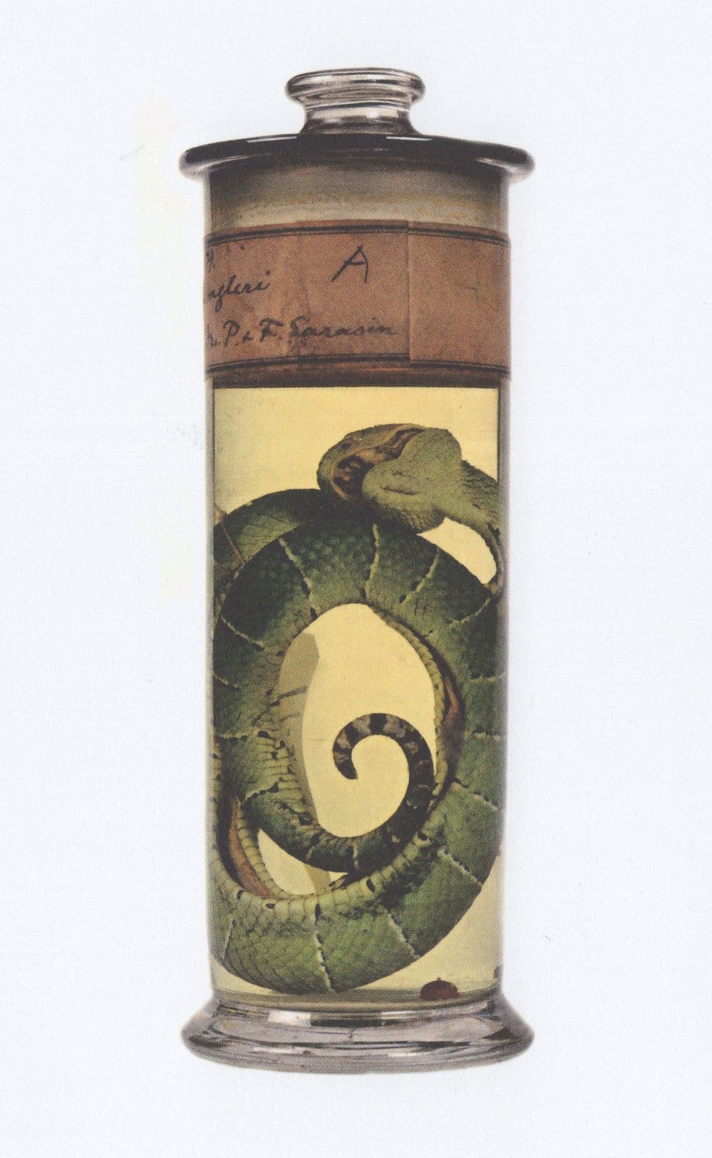 Greet Pit Viper Tree Dwelling Snake In Jar London Museum Postcard