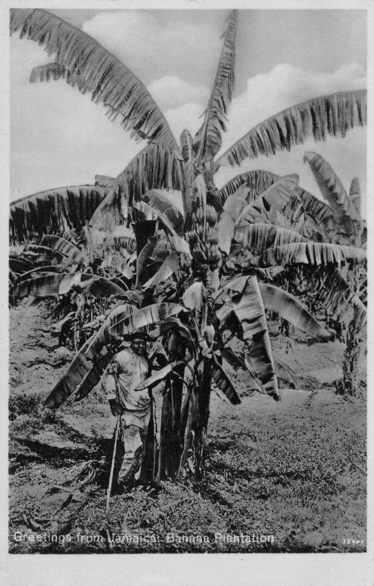 Greetings From Banana Trader at Jamaica Vintage PB Real Photo Postcard