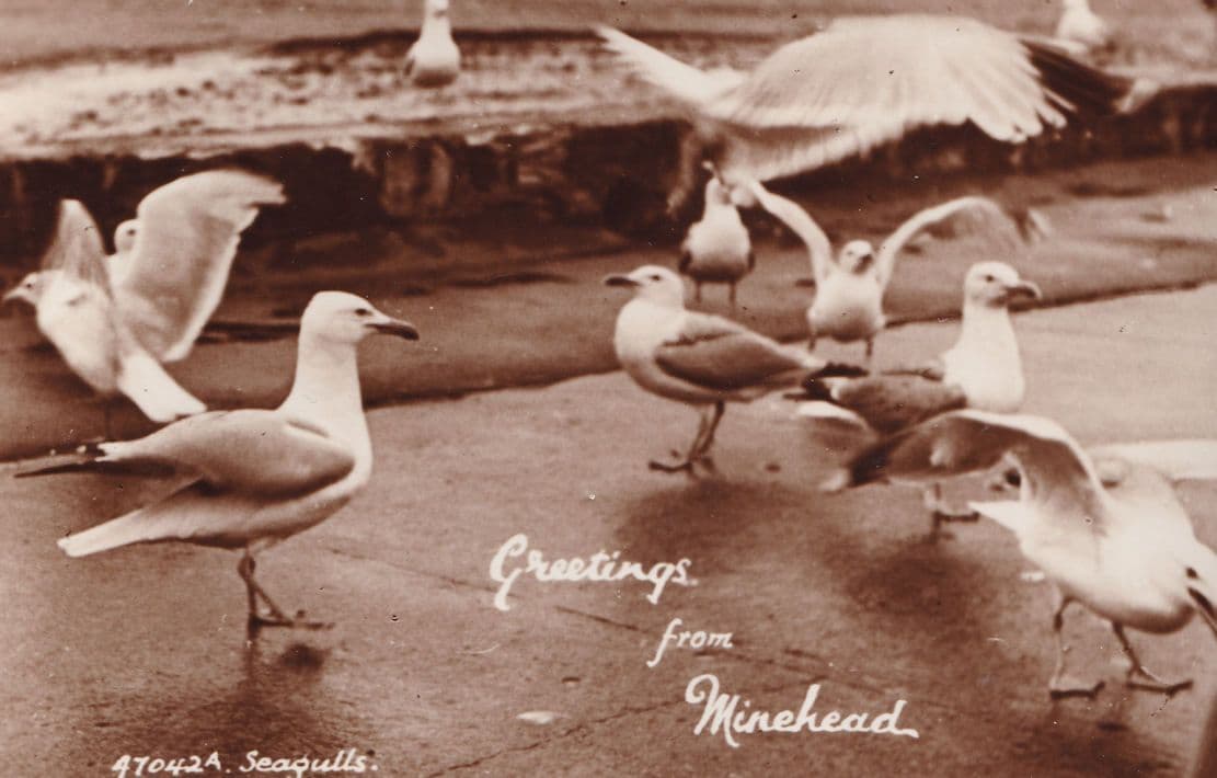 Greetings From Minehead Seagulls Antique RPC Postcard