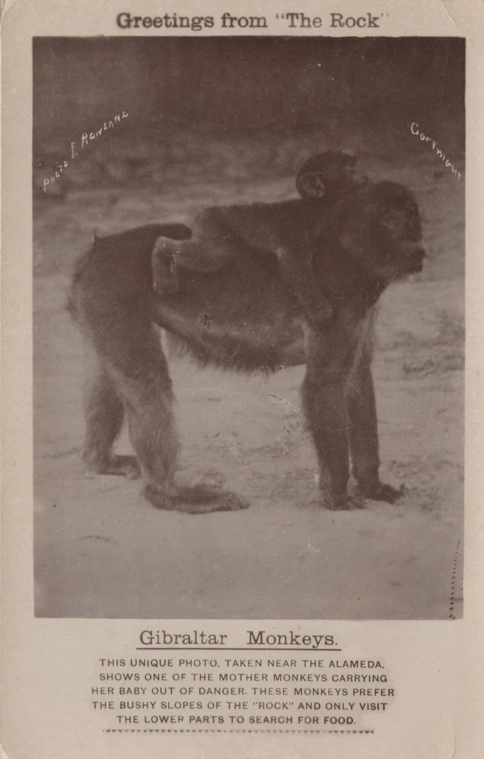Greetings from The Rock Gibraltar Monkeys Postcard