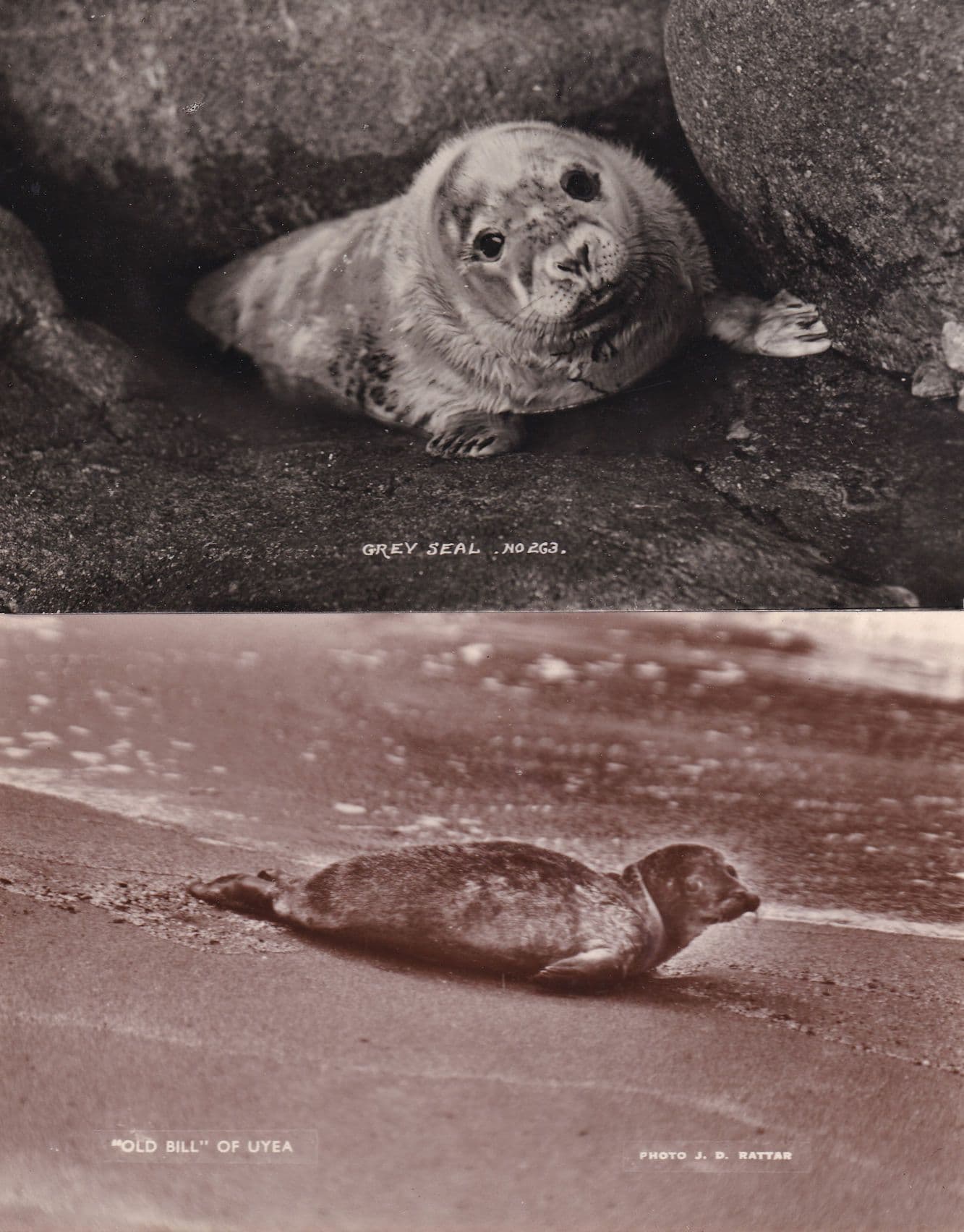 Grey Seal & Old Bill Of Eyea 2x Old Real Photo Postcard s