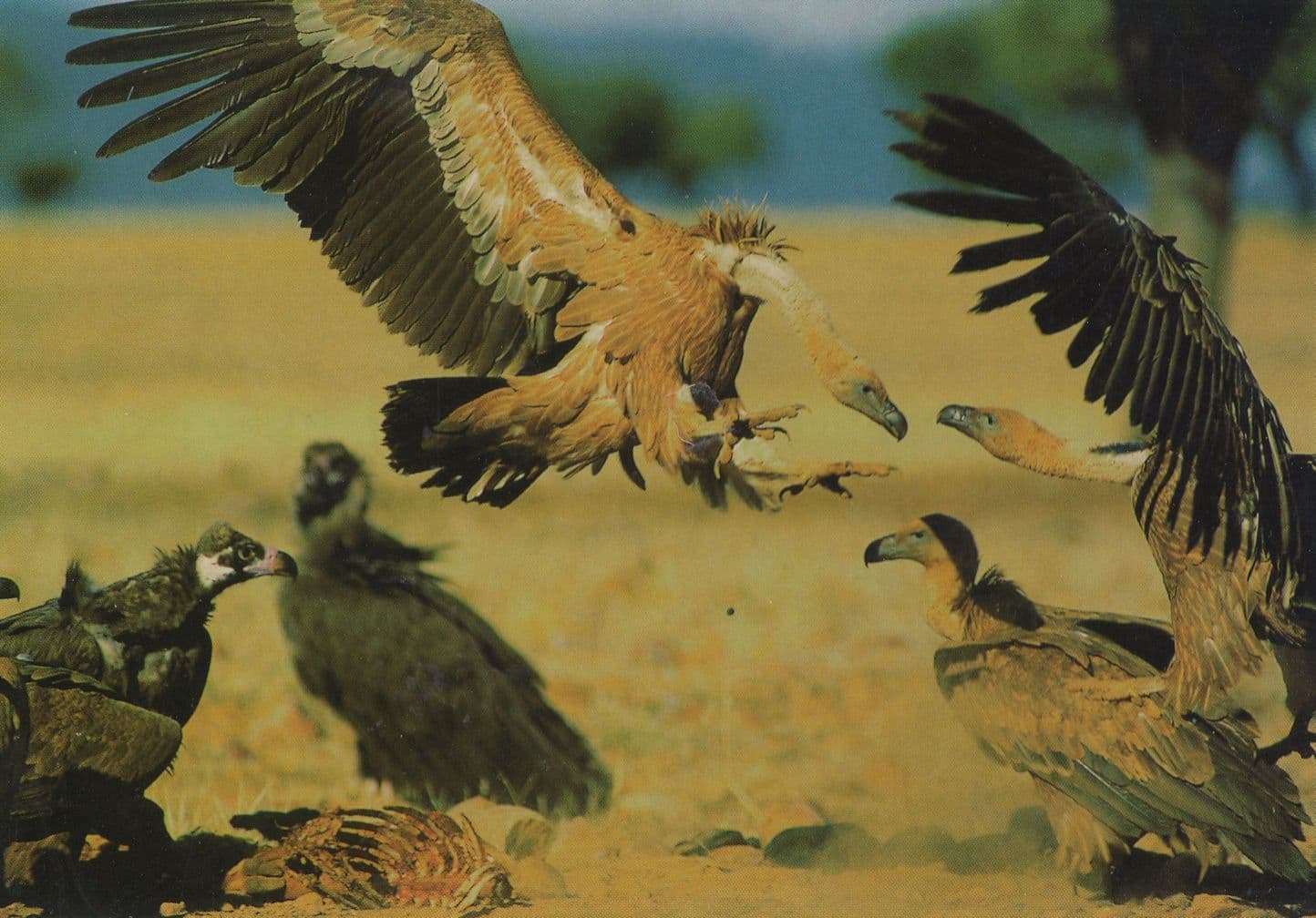 Griffin Vulture Bird Battle Fighting Amazing Spanish Postcard