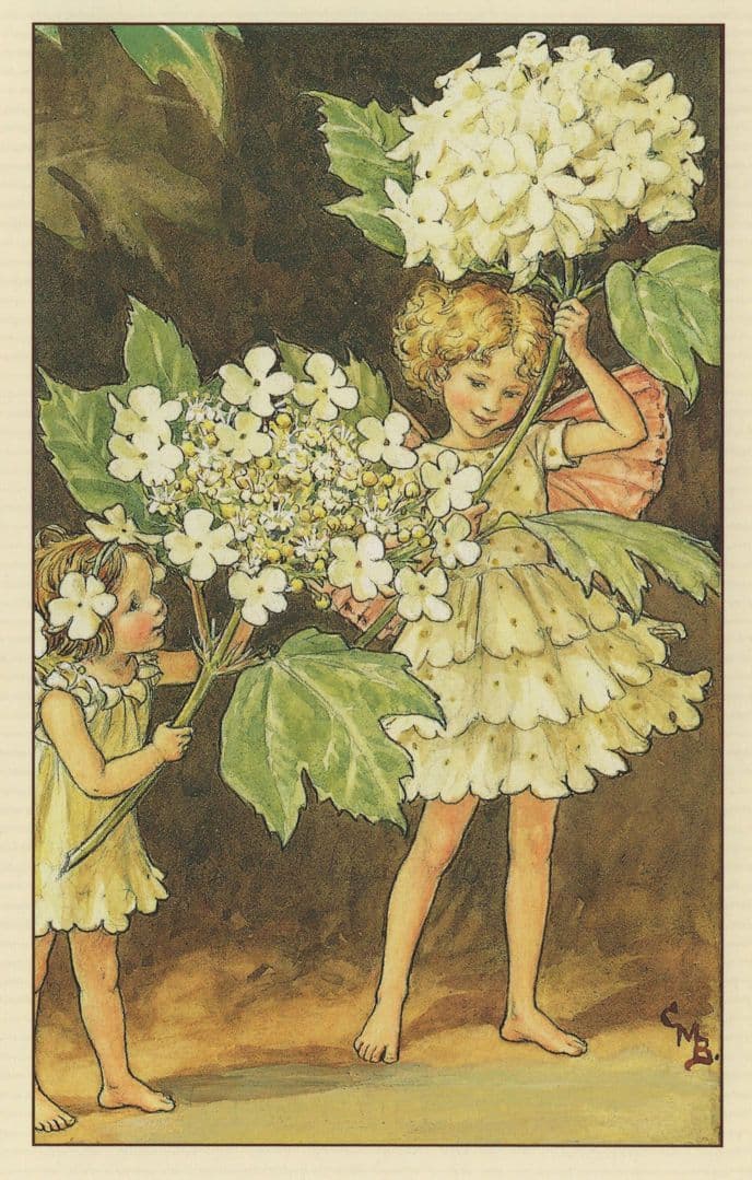 Guelder Rose Fairy From WW2 Fairies Book Stunning Postcard
