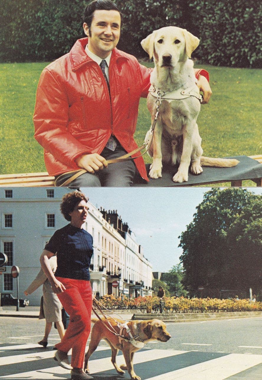Guide Dog For The Blind Helping Lady Zebra Crossing 2x 1980s Postcard s