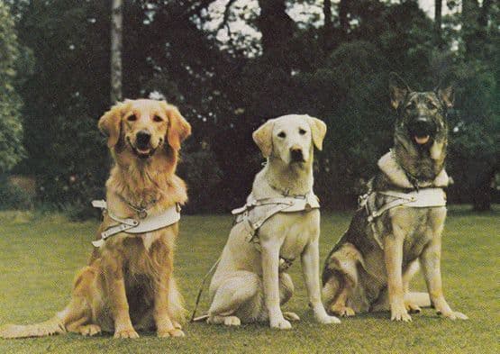 Guide Dogs For The Blind Early 1980s Postcard