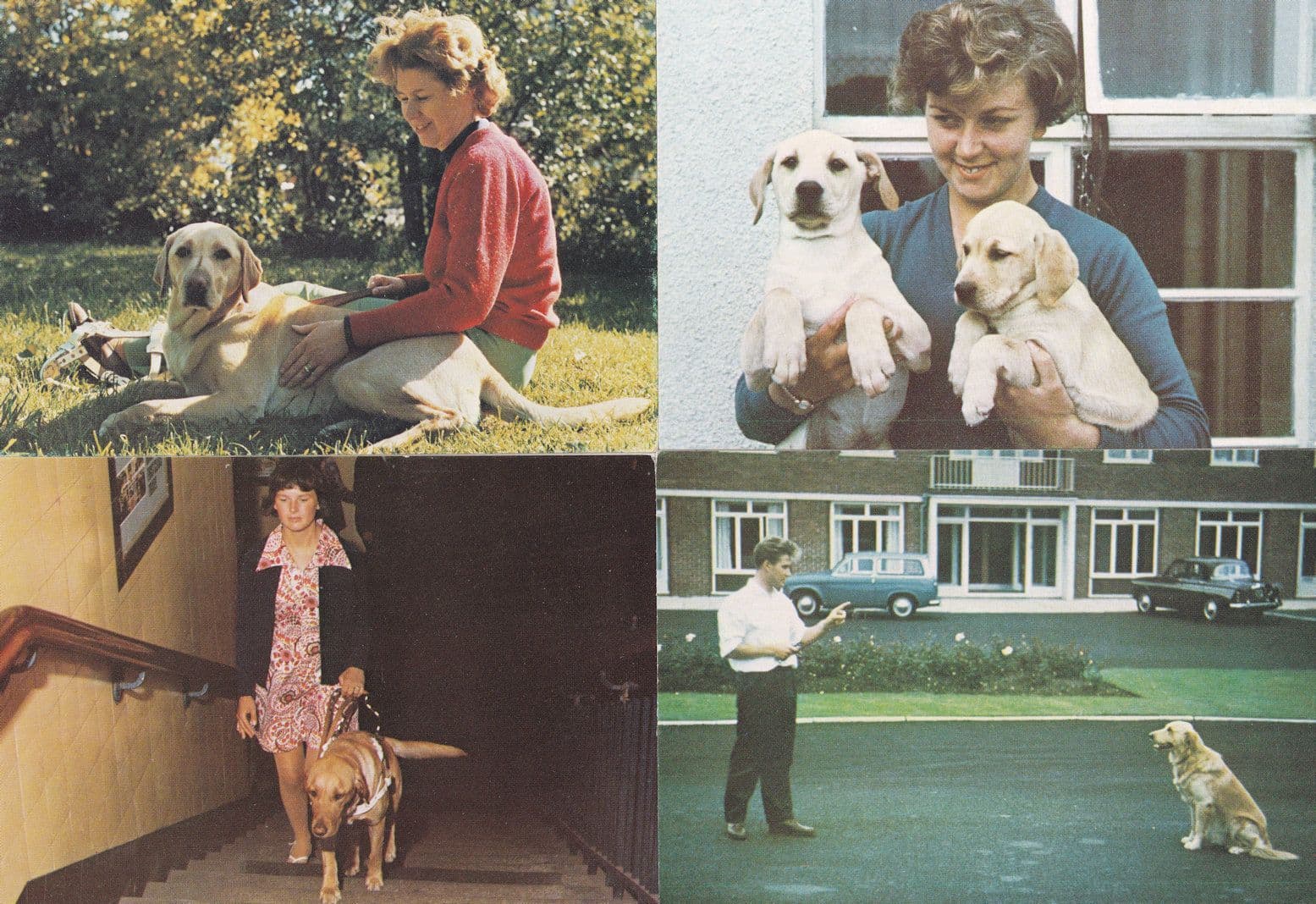 Guide Dogs For The Blind Training Puppies 4x 1980s Postcard