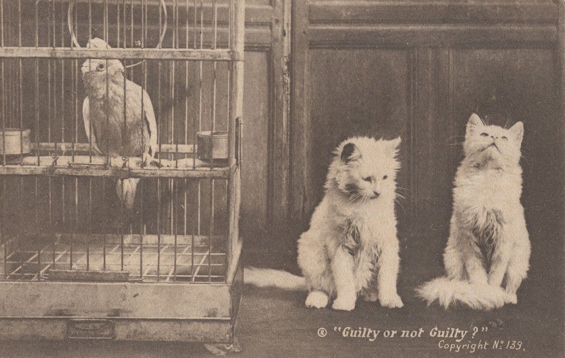 Guilty Or Not Guilty Cat Court Case Budgie In Prison Comic Old Postcard