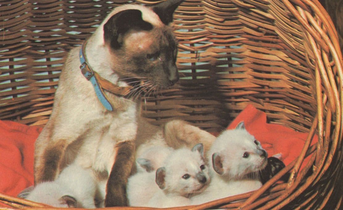 Half Dog Half Cat Mixed Unidentified Rare Breed 1970s Postcard