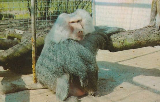 Hamadryas Baboon 1970s Colchester Essex Zoo Rare Postcard