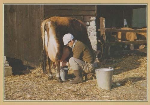 Hand Milking Milk A Horse 1970s DRG Rare Animal Postcard