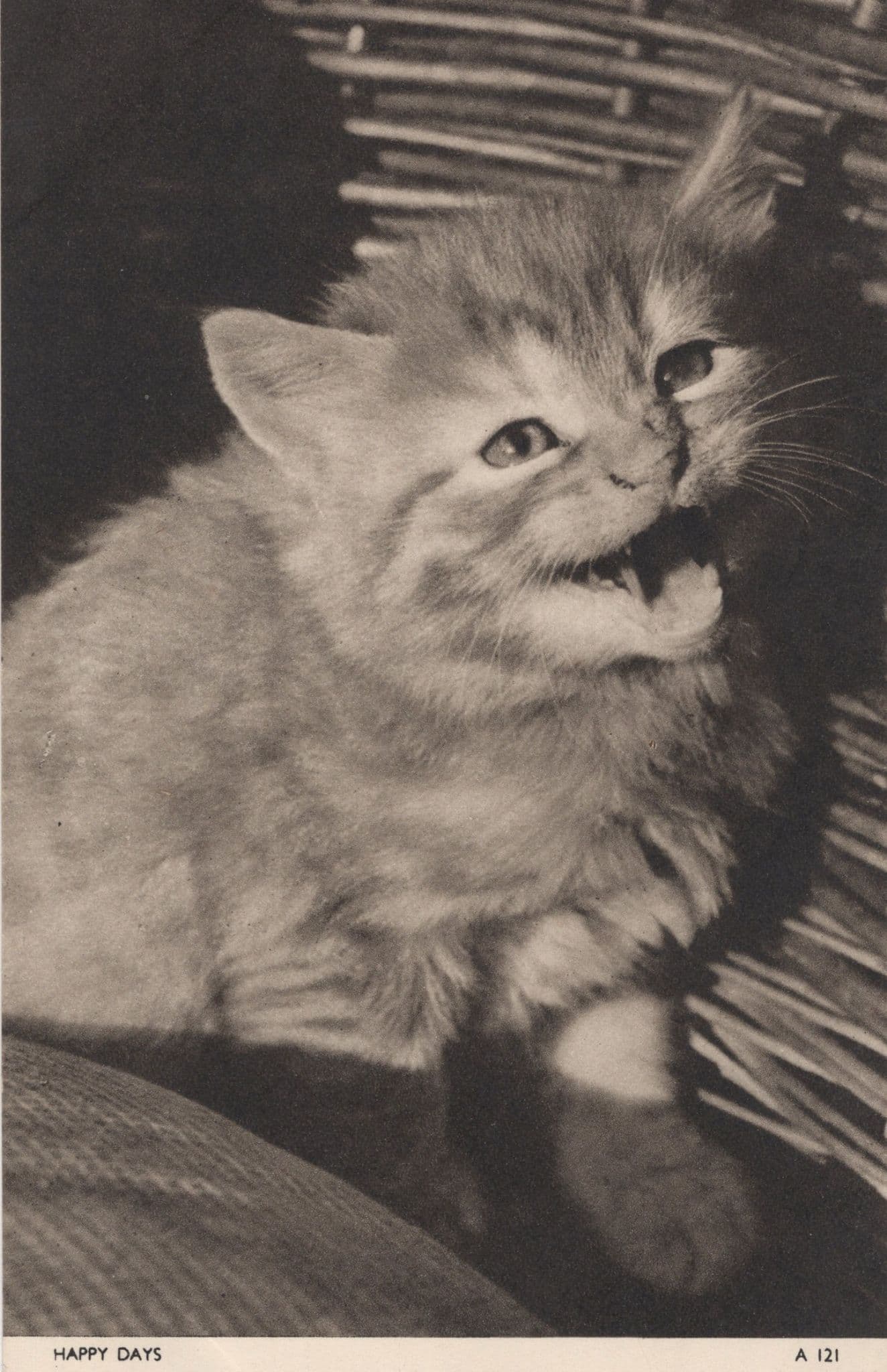 Happy Days Not The Fonz But A Cat Snarling Jarrolds Postcard
