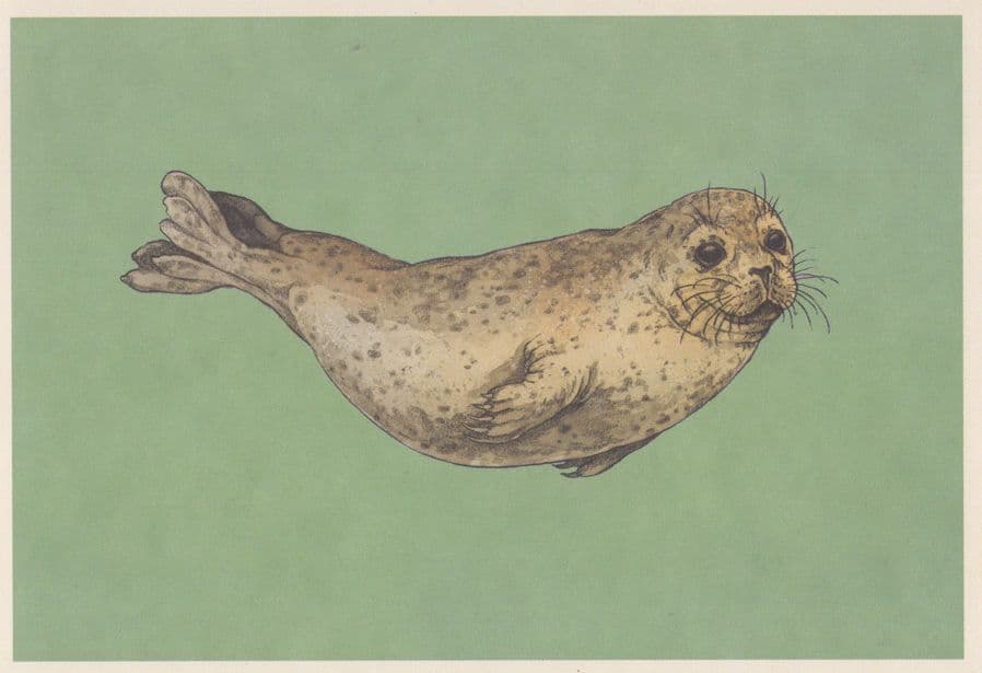 Harbour Common Seal Phoca Vitulina Painting Postcard