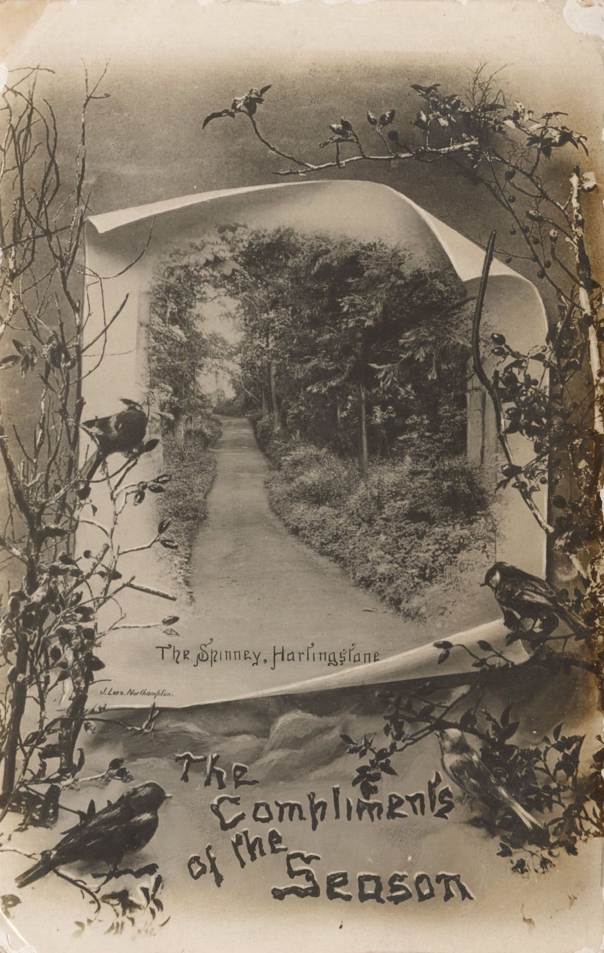 Hardingstone Spinney Country Lane Northampton RPC Postcard
