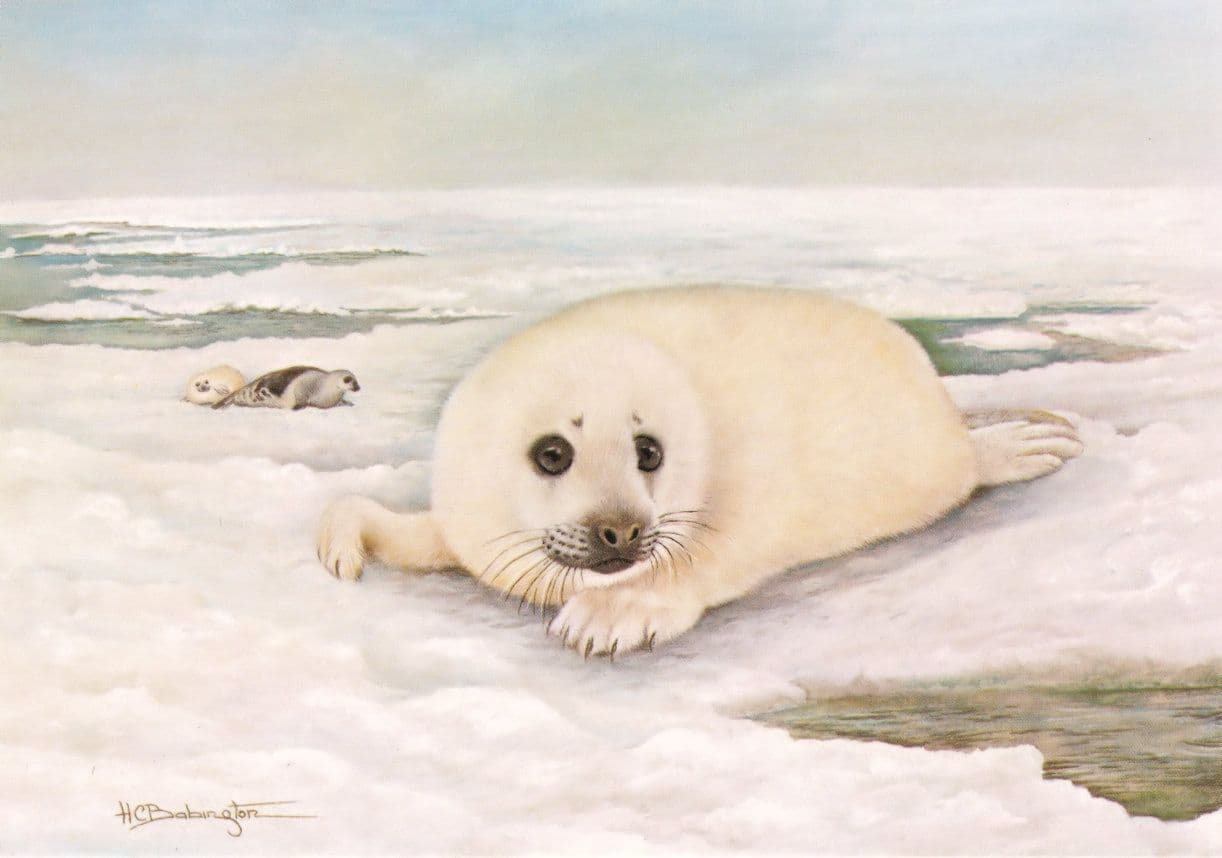 Harp Seal Magdelen Islands Canada Rare Medici Postcard