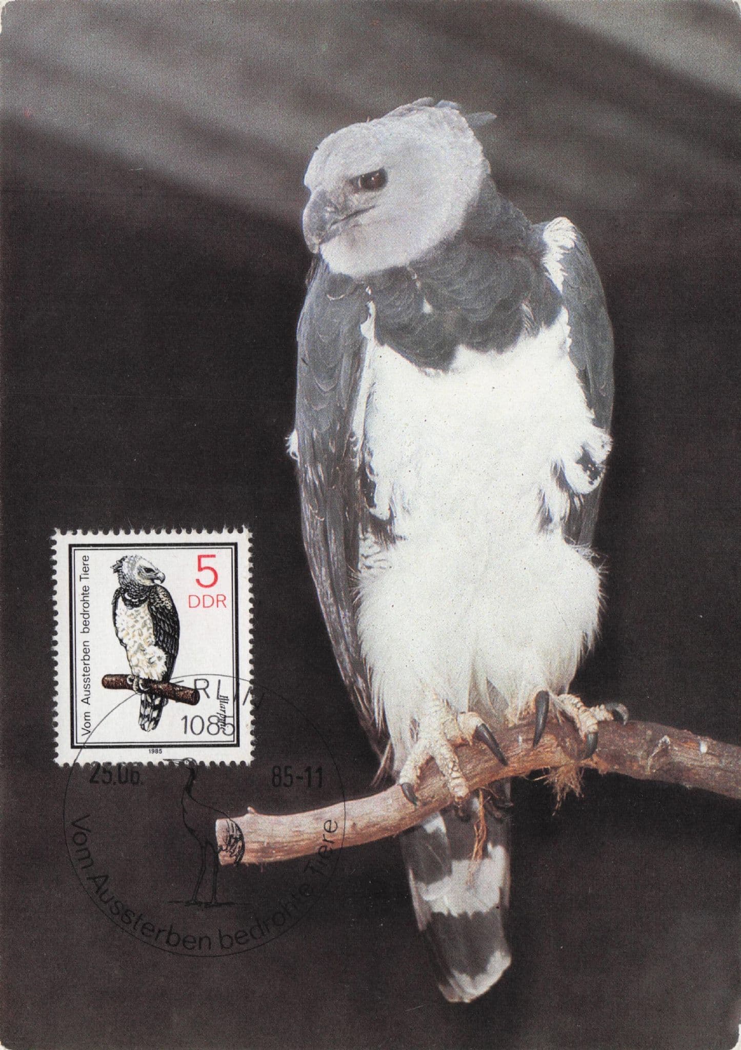 Harpy Eagle Bird Harpyie German First Day Cover Postcard