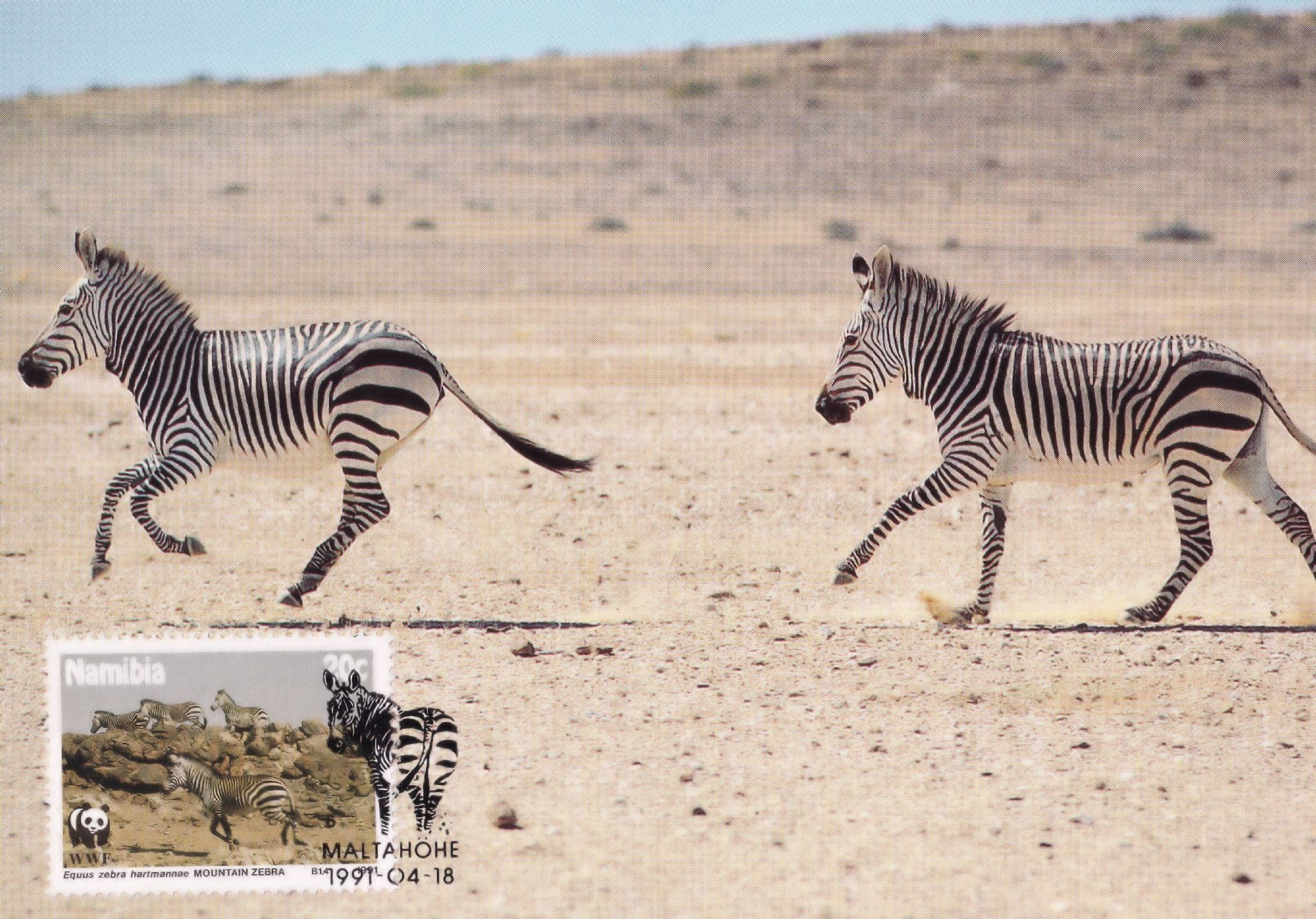 Hartmanns Mountain Zebra Rare Africa Namibia WWF Stamp FDC Postcard