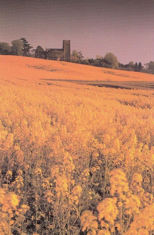 Harvest Evening at Elmswell Suffolk Postcard