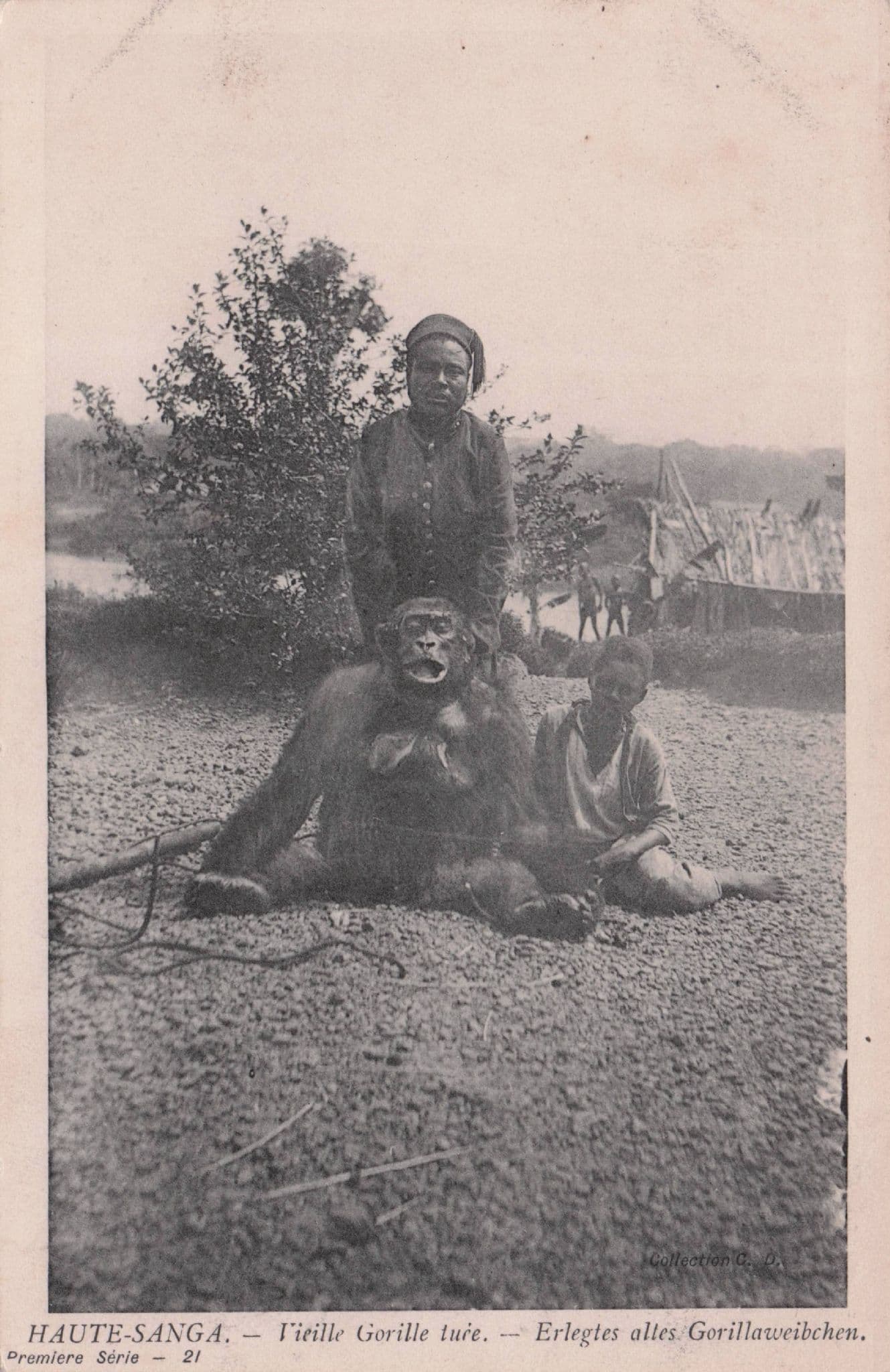 Haute Sanga African Congo Gorilla Hunting Old Postcard