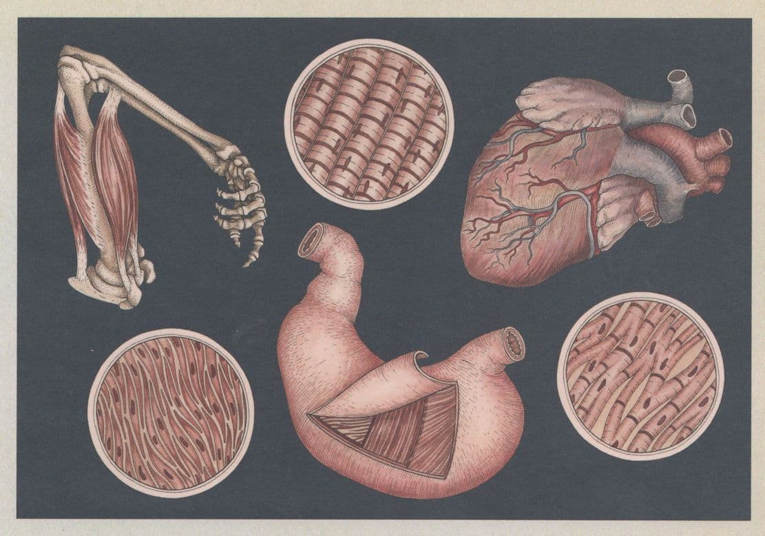 Heart & Cardiac Muscle Arm Stomach Muscle Structure Postcard