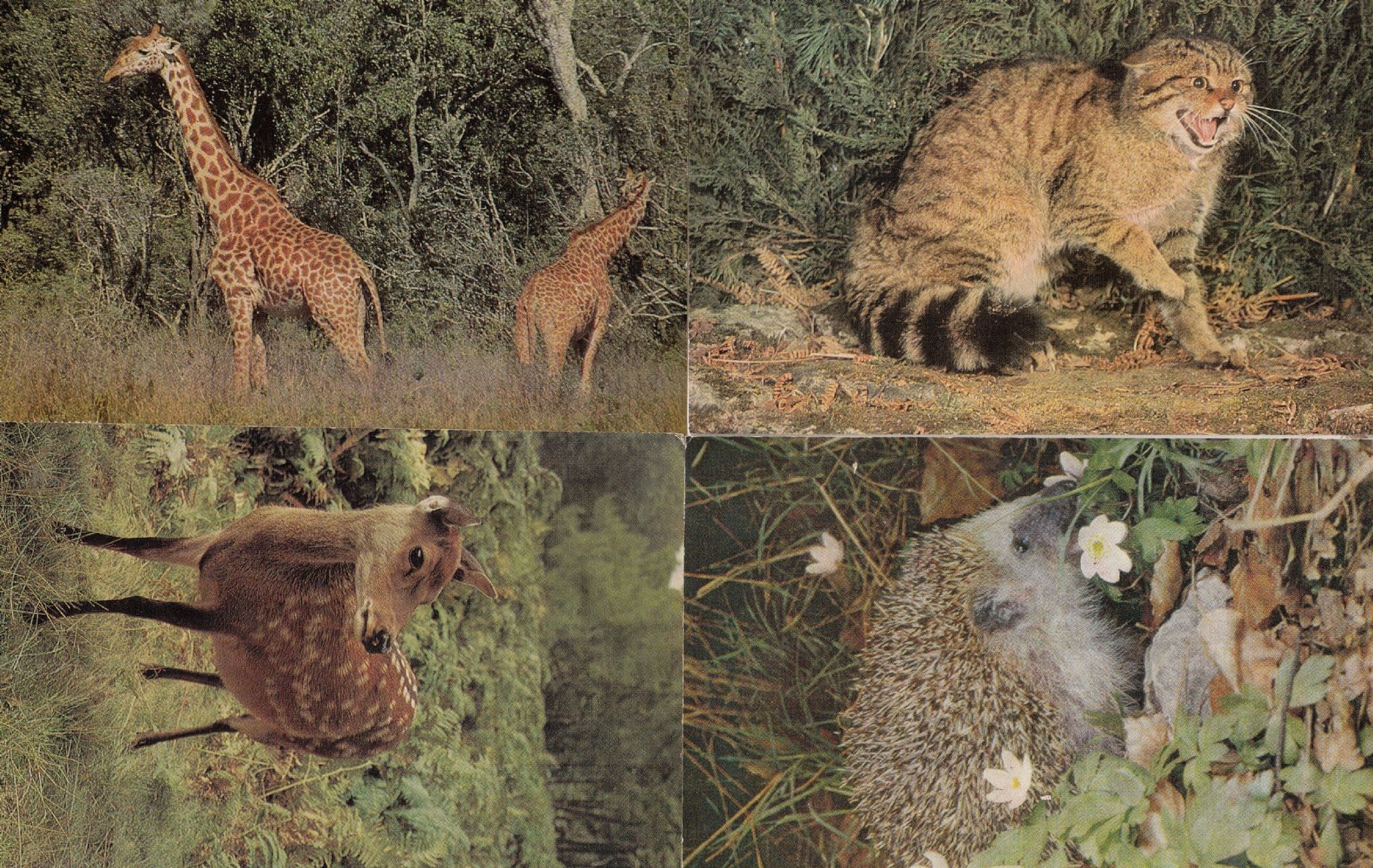 Hedgehog Wild Cat Giraffe Sika Deer 4x Salmon Animals 1970s Postcard s