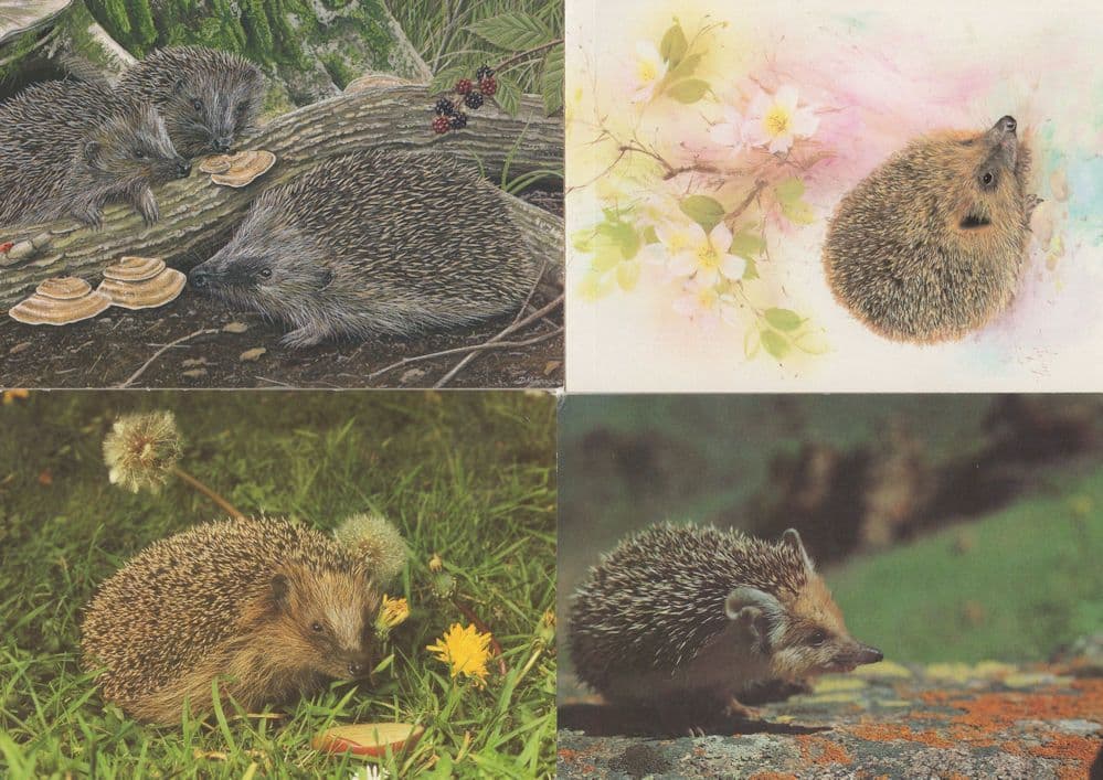Hedgehogs David Teague Painting 4x Postcard s