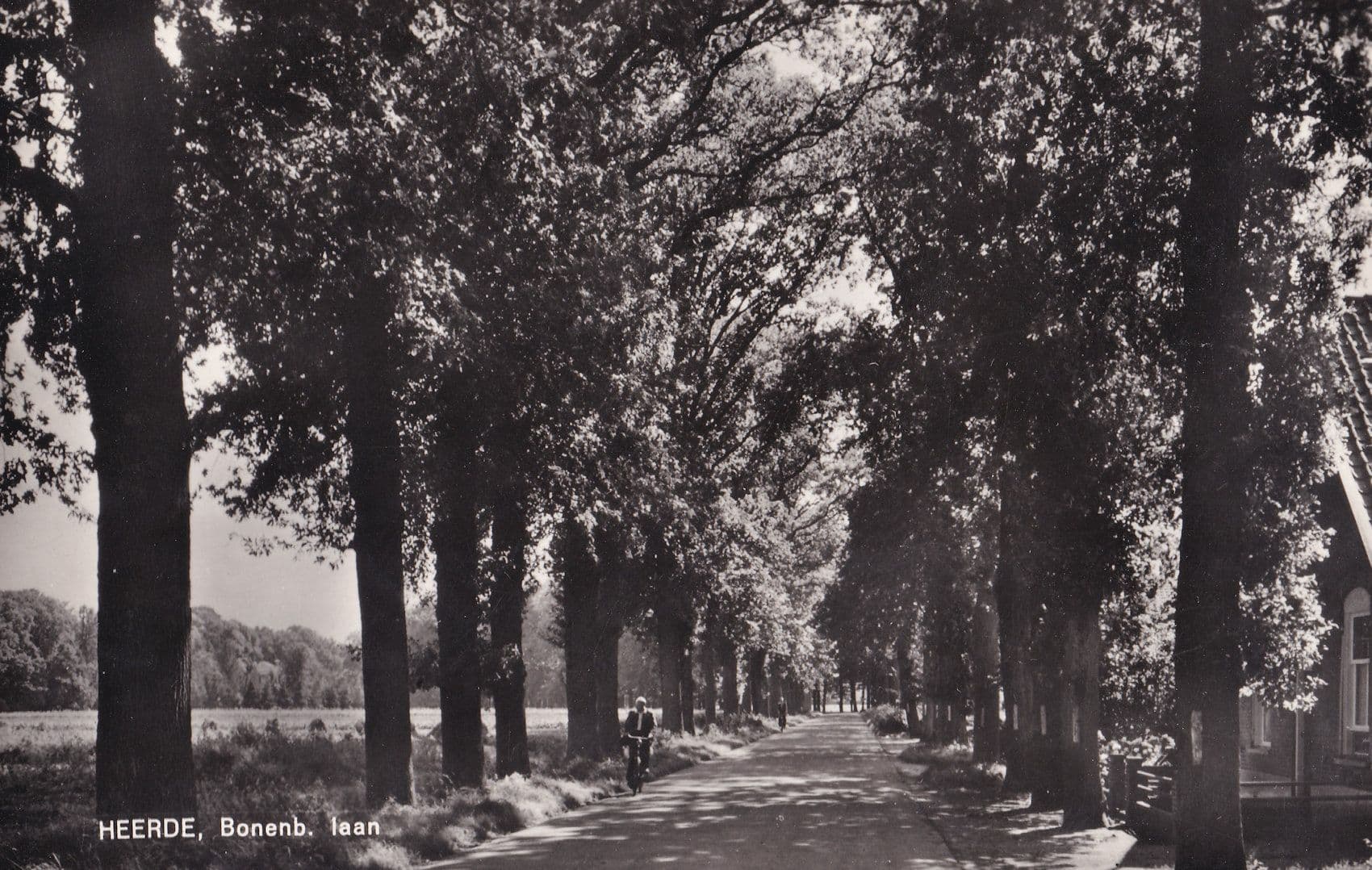 Heerde Bonenb Cyclist 1950s Real Photo Dutch Postcard