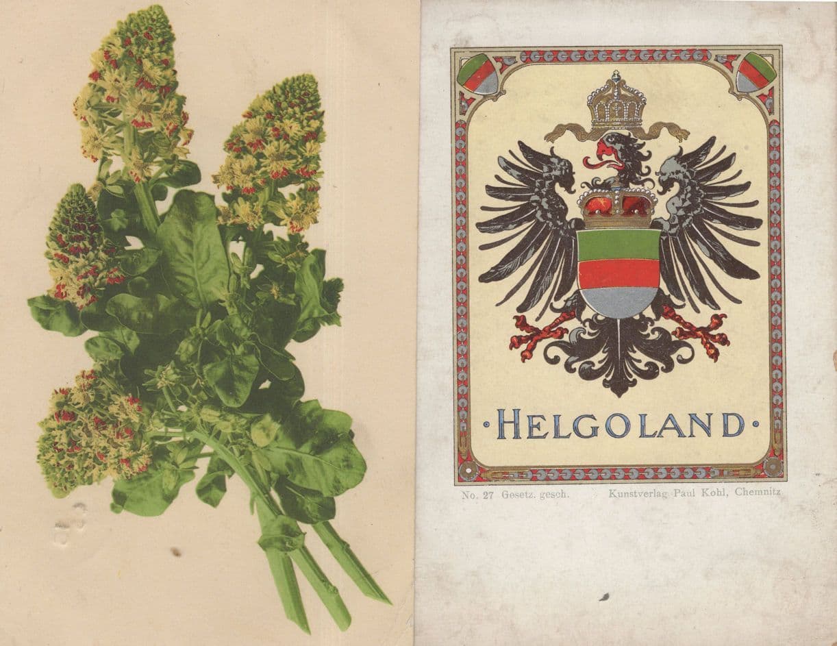 Helgoland German Shield Flag Old Wappen Vegetable Kunstverlag 2x Rare Postcard s