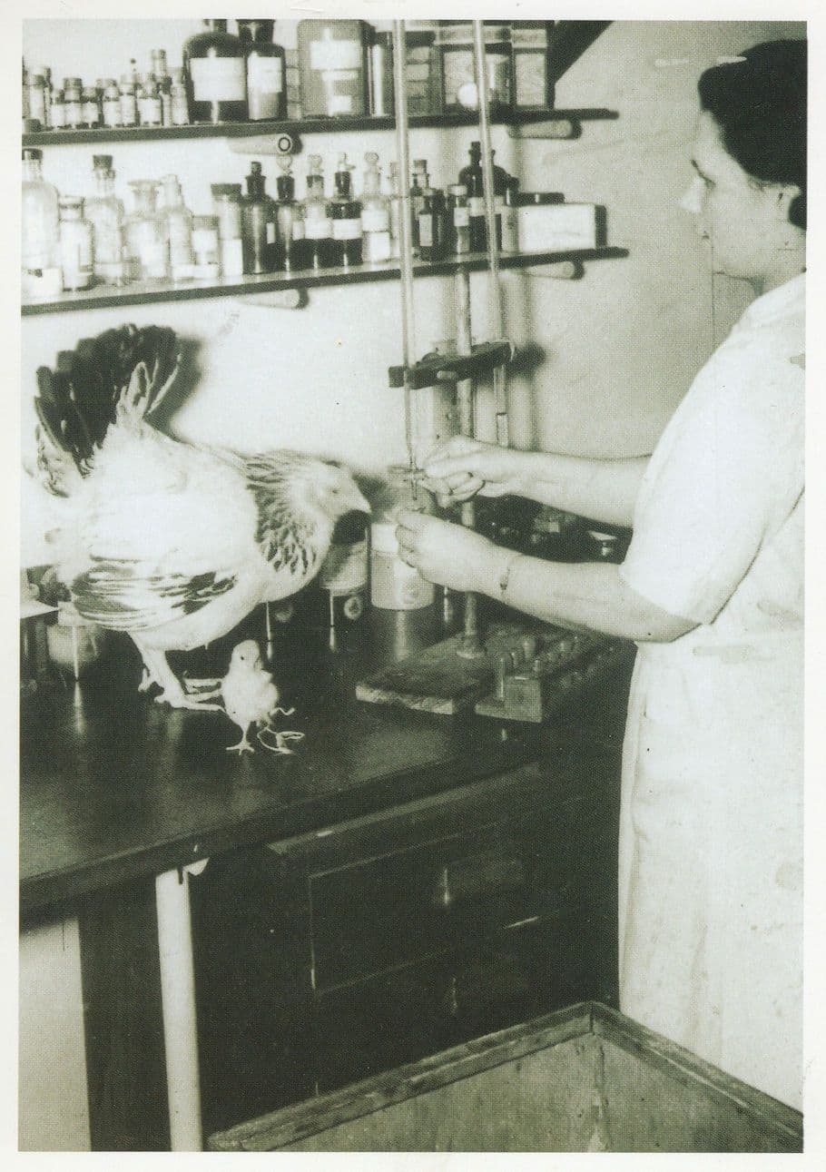 Hen in Laboratory St Bartholomews London Hospital in WW2 Postcard