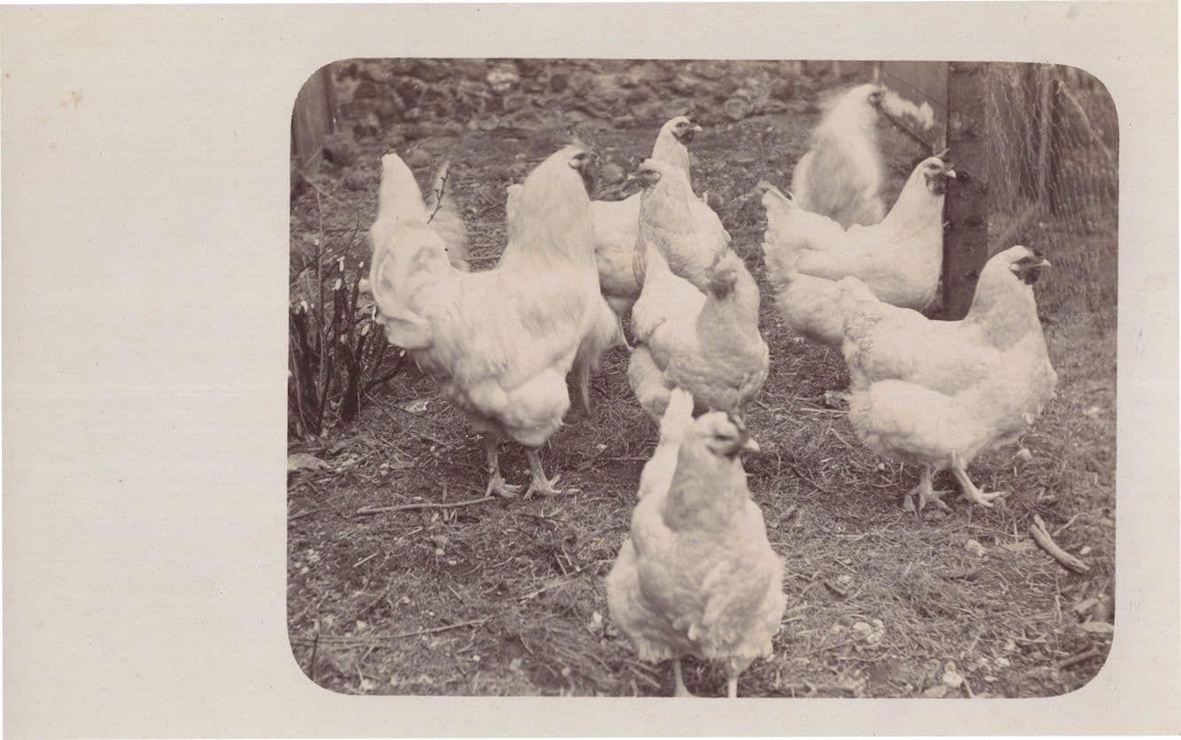 Hens Birds On Farm Antique Thetford Norfolk Real Photo Postcard