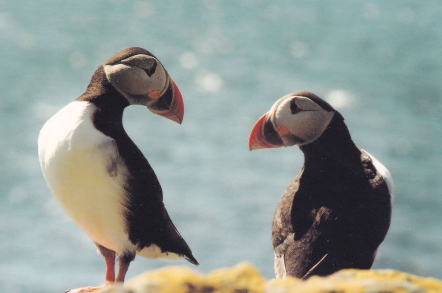 Here is Looking at You Puffins Treshnish Islands Martin Guppy Postcard