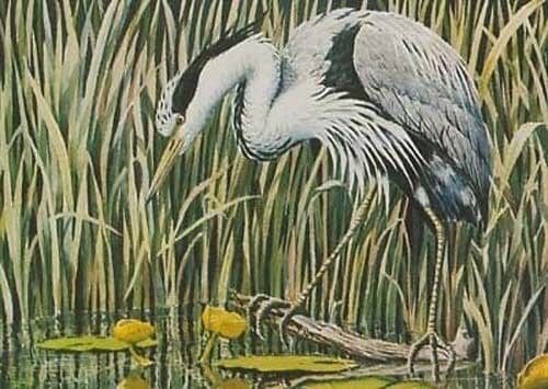Heron at Wellington Country Park Rare Bird Postcard