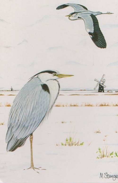 Heron Bird Local East Anglia Bird Essex Suffolk Rare Birds Postcard
