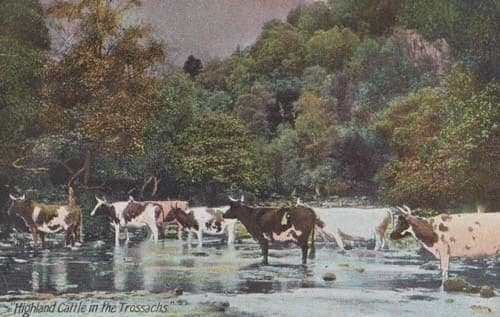Highland Cattle In The Trossachs Antique Postcard