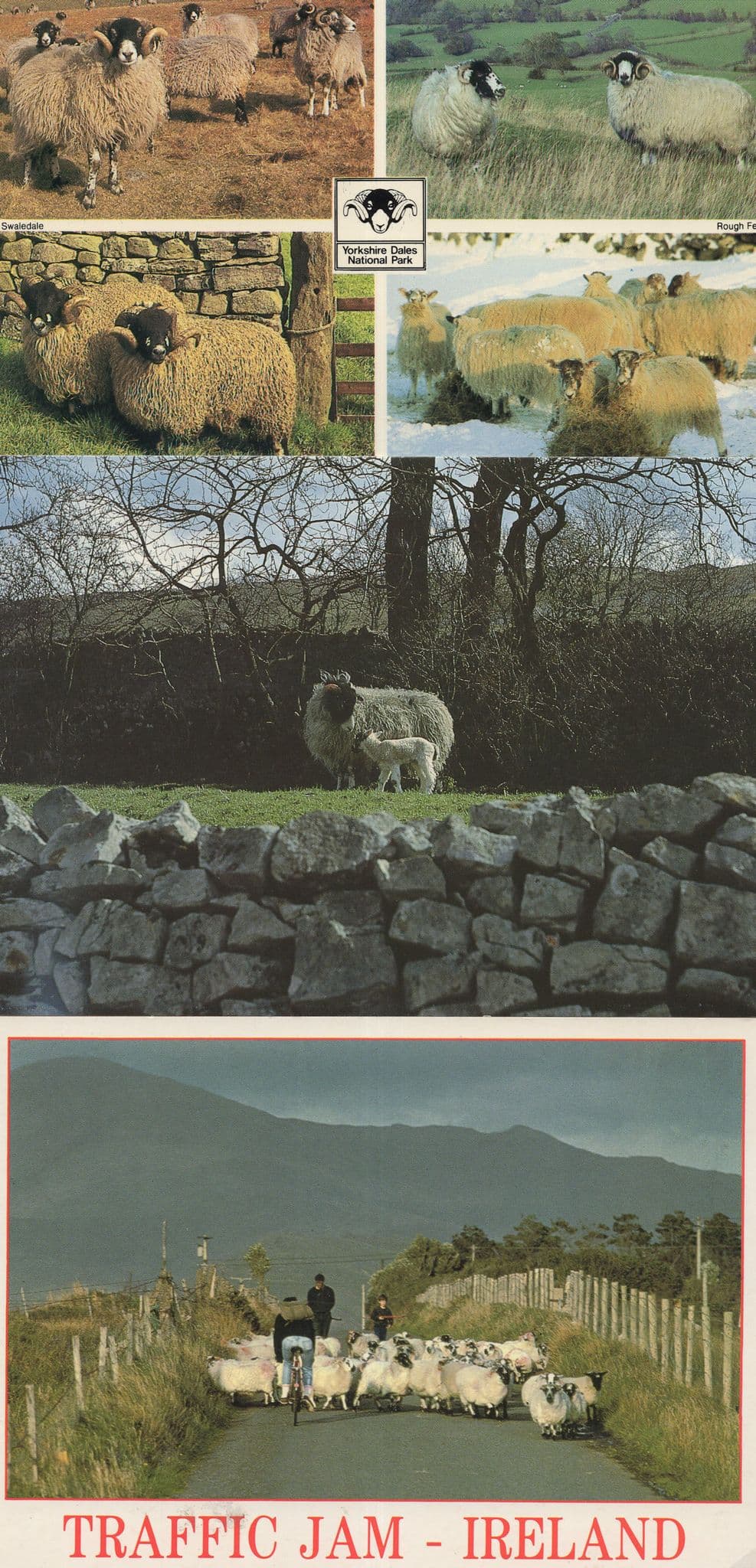 Highlands & Yorkshire Dales Sheep Irish Traffic Jam 3x Postcard s