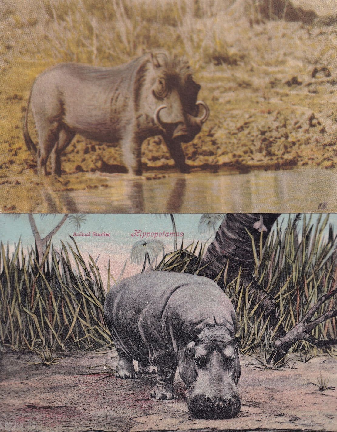 Hippopotamus 2x Old Animal Studies Postcard s