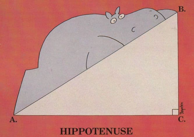 Hippopotamus Hippotenuse Comic Humour Postcard