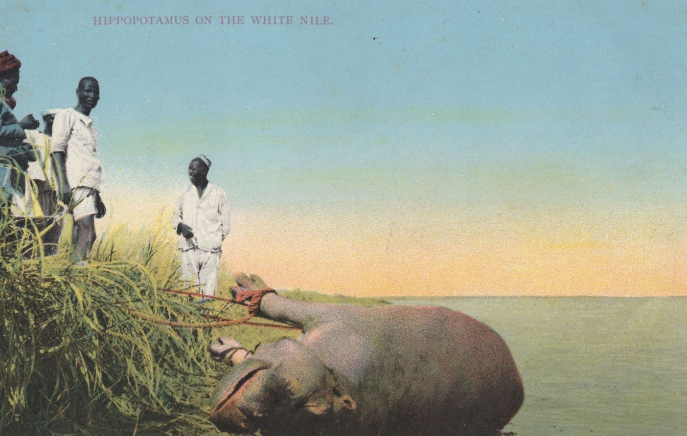 Hippopotamus Hunting on the White Nile Sudan Old Postcard
