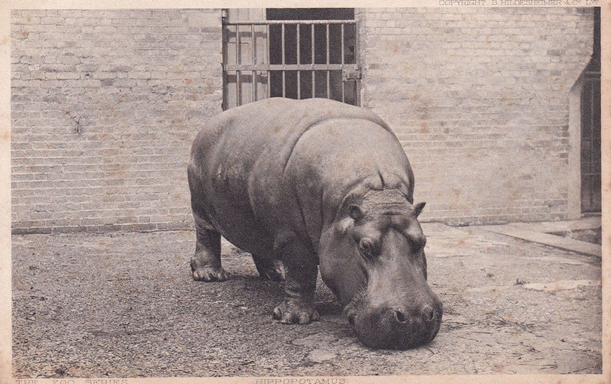 Hippopotamus London Zoo Rare Antique Reward Card Postcard