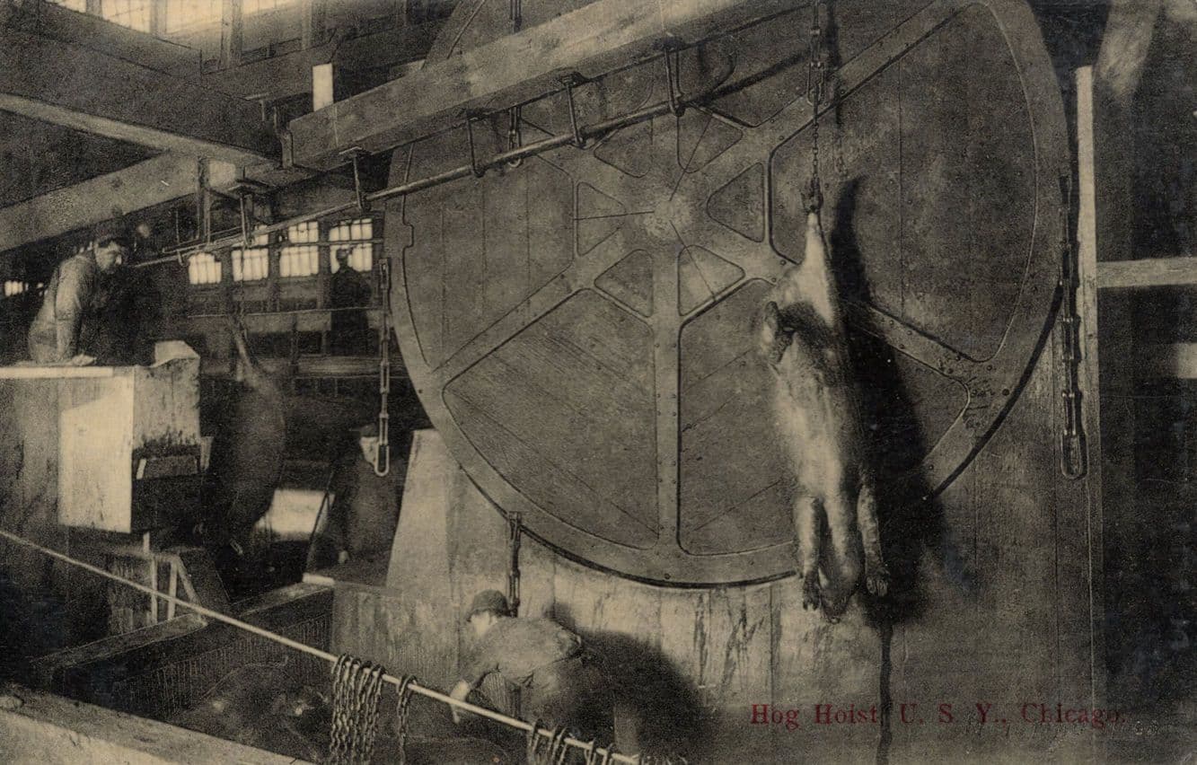 Hog Hoist Dead Pig Hanging Chicago Slaughterhouse USA Old Postcard