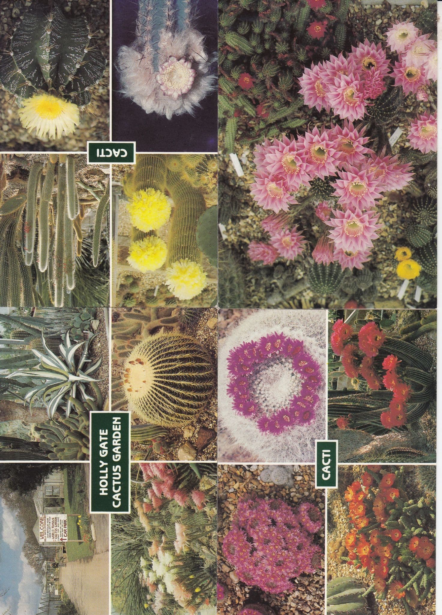 Holly Gate Cactus Garden Sussex 17 ! Views 4x Postcard s