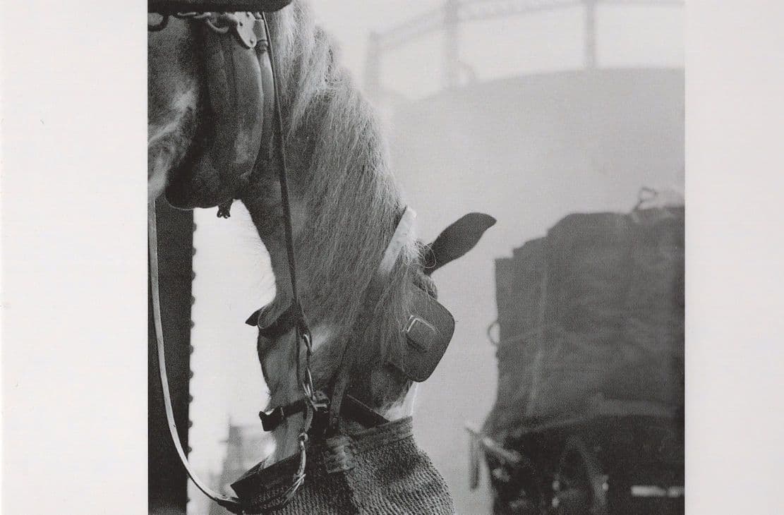 Horse Eating From A Nosebag Nose Stuck Photo Award Postcard