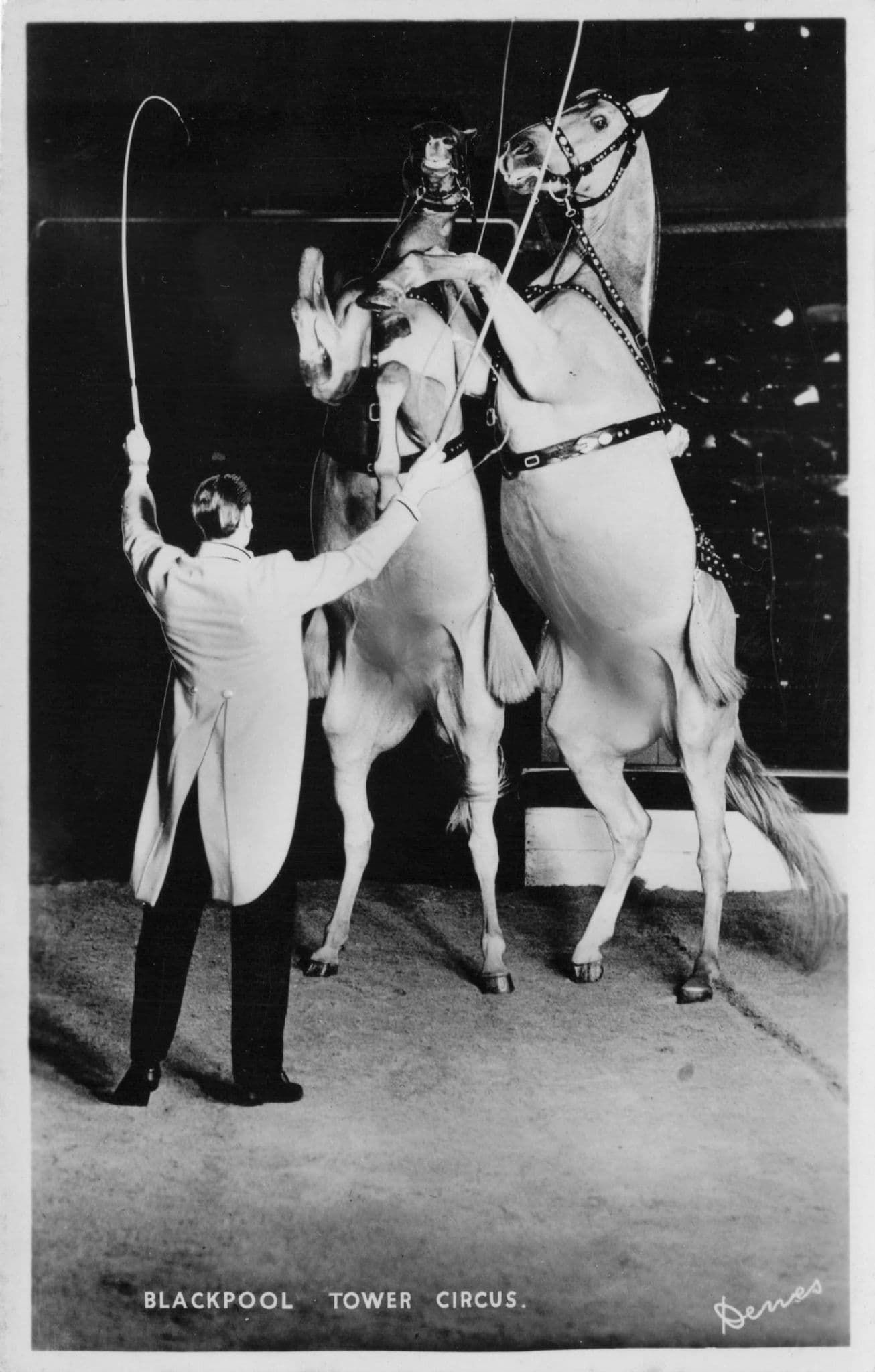 Horses Standing & Ringmaster at Blackpool Tower Circus Postcard