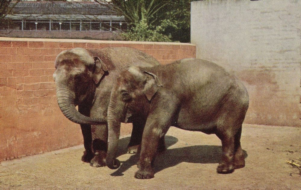 Hosbie & Jumbo 2x Indian Elephants Unidentified Zoo 1970s Postcard
