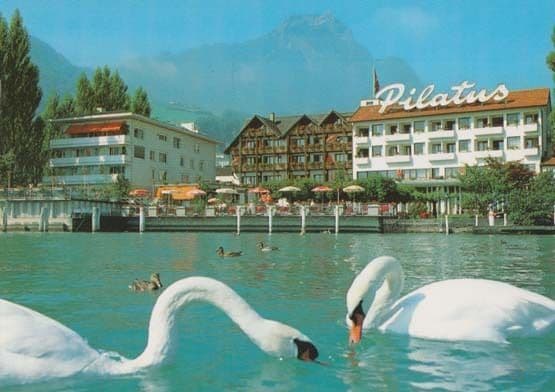 Hotel Pilatus Switzerland Birds At Swimming Pool Rare Bird Postcard