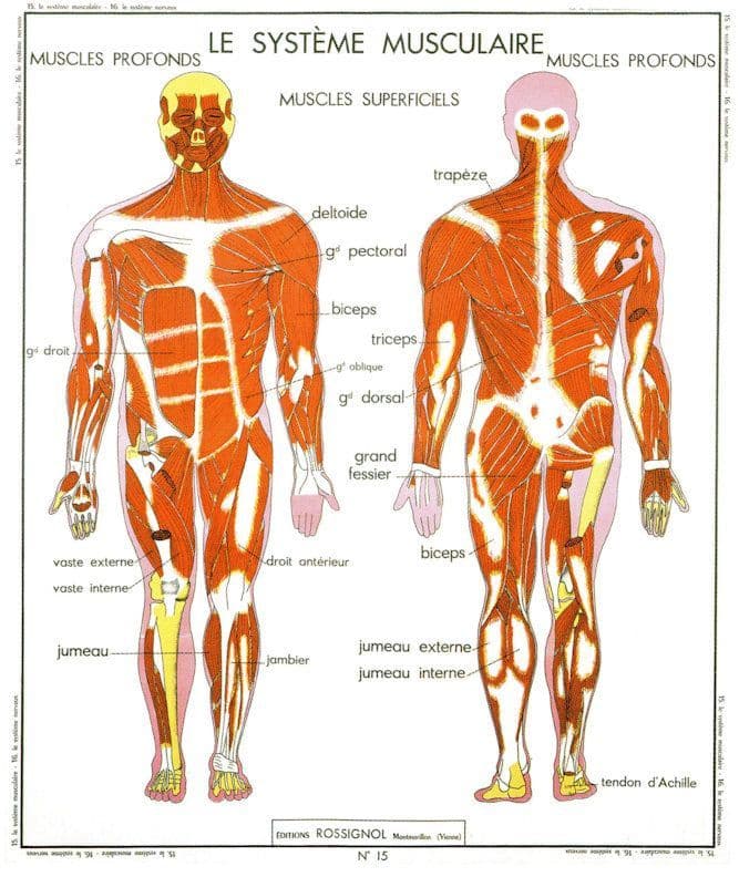 Human Body Muscle System Muscular Old School Wall Chart Postcard