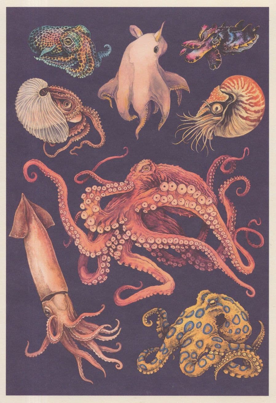 Hummingbird Bobtail Squid Fish Dumbo Blue Ringed Octopus Postcard