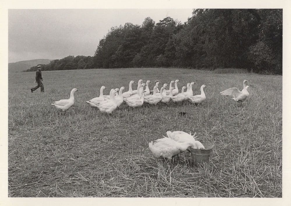 Hungry Manchester Geese Eating in Farm Basket Photo Postcard