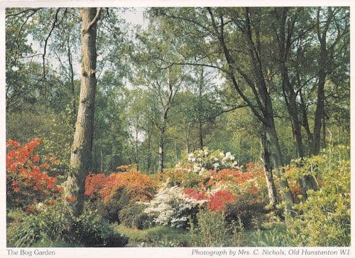 Hunstanton Bog Garden Norfolk Postcard