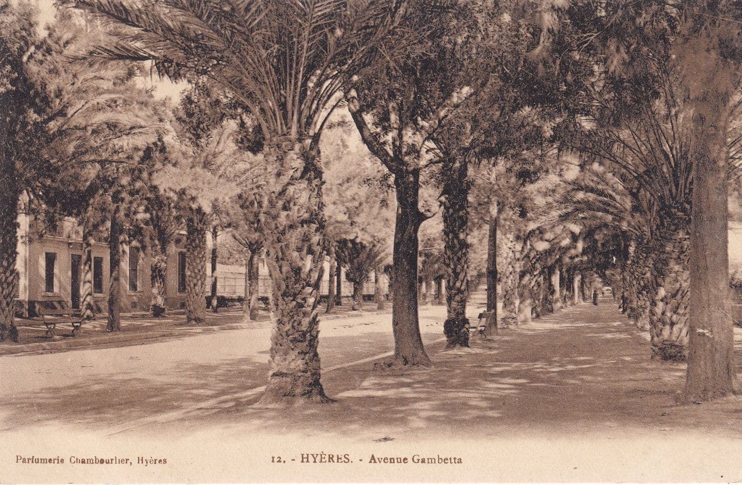 Hyeres Avenue Gambetta France Antique Postcard