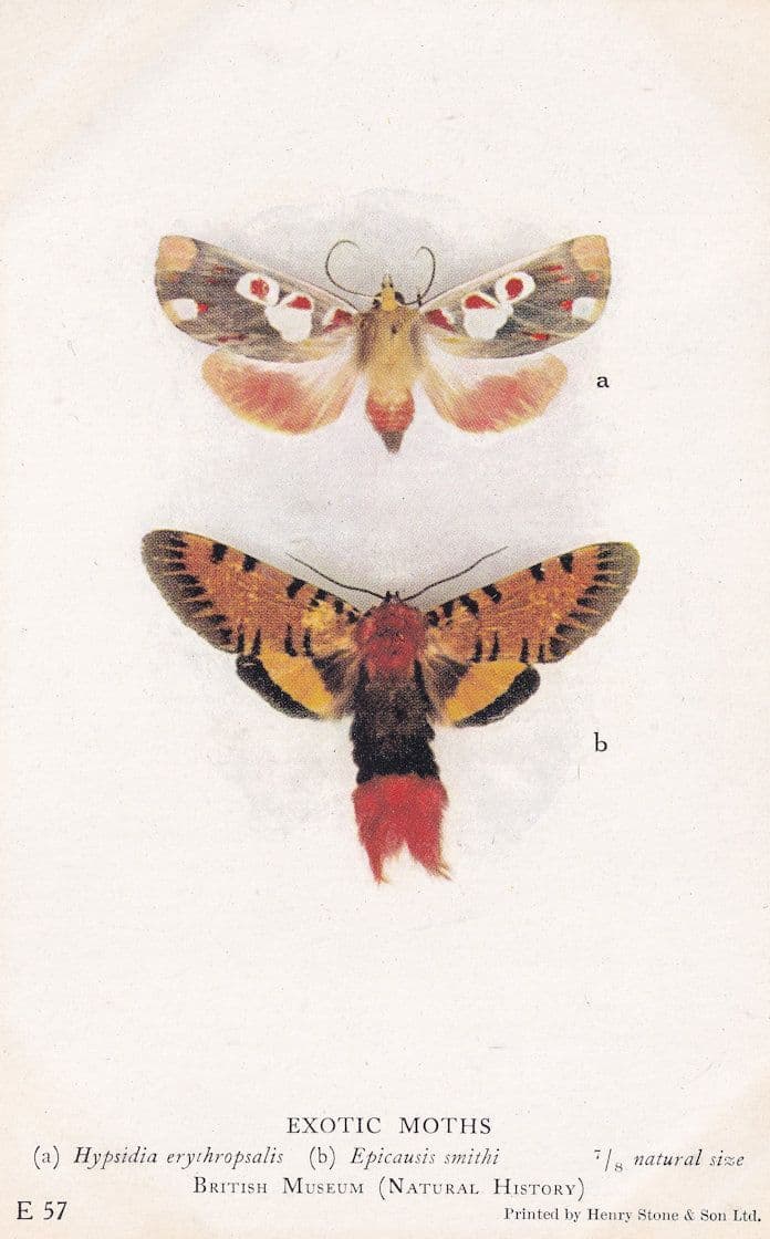 Hypsidia Erythropsalis Epicausis Smithi Exotic Moths Postcard